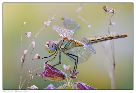 Beutifull dragonfly / Прекрасная стрекоза