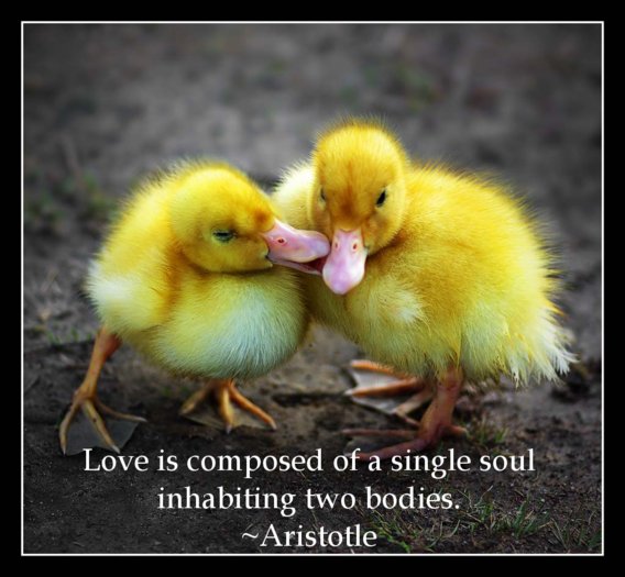Love is composed of a single soul inhabiting two bodies. / Любовь - это когда одна душа разделена на двоих.