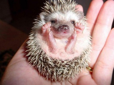 small hedgehog / ёжик