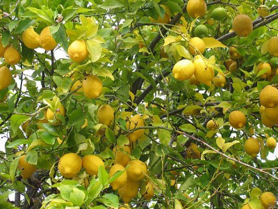 Lemon tree / Лимонное дерево