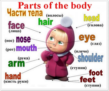 Body parts / Лексика «Части тела» на английском языке с транскрипцией и переводом для детей