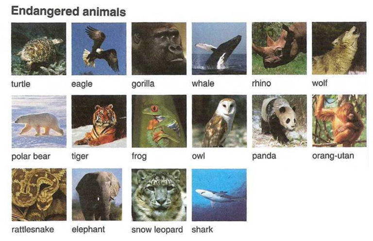 Lexic “Endangered Animals” / Лексика на английском языке по теме “Исчезающие животные” с заданиями
